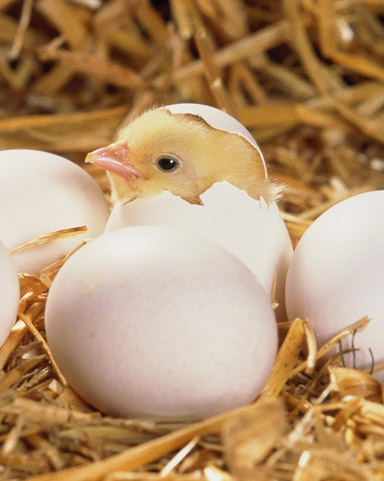 A chick hatching from an egg